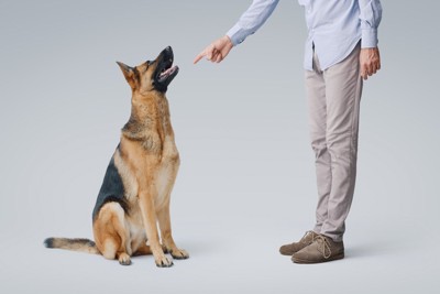 犬に言葉を教える人