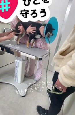 「キャキャキャアアア」