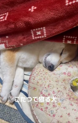 コタツで寝るまめ太くん