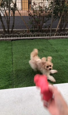 おもちゃを投げた時のベルちゃん2