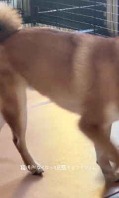 虎哲くんが向かった先は…