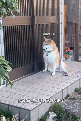 待ち続けるおもちくん