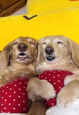 ピタッと寄り添って爆睡中♡