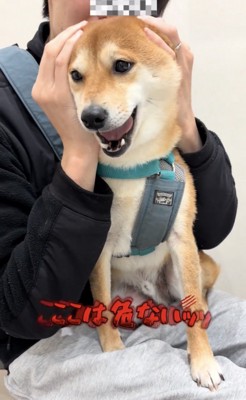 口を開けて訴える犬