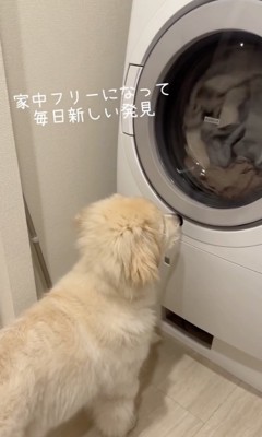 何だろこれは