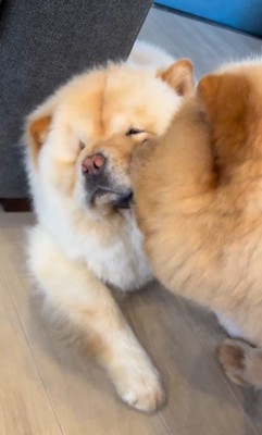 小梅ちゃんとちゃちゃまる君3