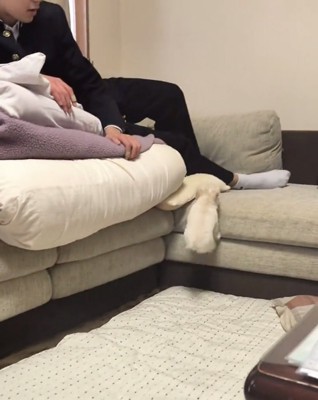 ソファによじ登ろうとする犬