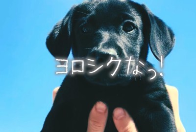 抱き上げられる子犬