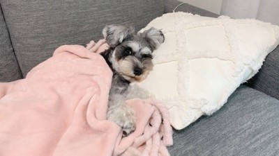 ティノちゃんとパパさんの再会