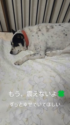 安心したように眠る黒い犬