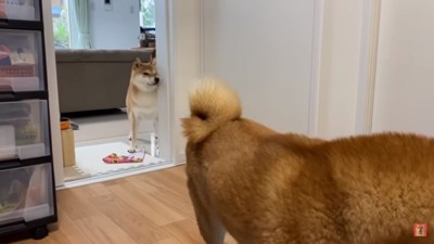 のぞき見するキュウちゃん