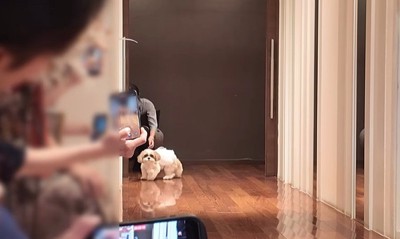 リングドッグに挑戦するつぶちゃん5