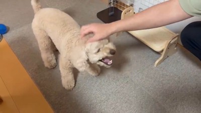 頭をなでられる犬