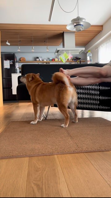 ソファーで寝る飼い主さんの足にいる犬