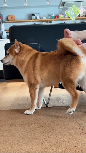 飼い主さんの足におしりを擦り付ける犬アップ