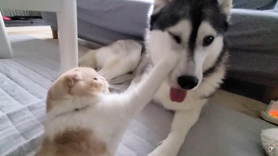 感謝の気持ちを込めて猫パンチ♡