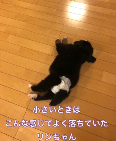 床に転がるバーニーズマウンテンドッグのパピー