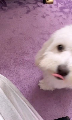 とうふちゃんの聞き間違い9