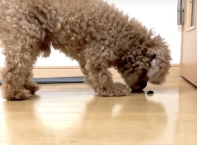 虫のにおいを嗅ぐ犬
