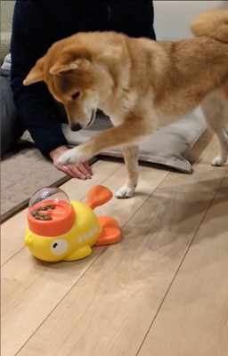 オヤツが出るおもちゃで遊ぶすずちゃん