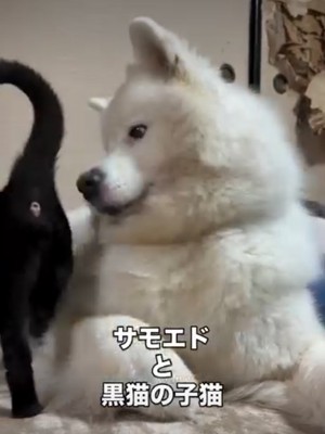 猫を見る犬