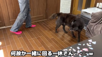 クルクル回る一休さん