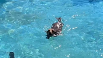 チョコちゃんも見事な泳ぎを披露