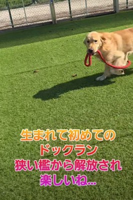 新しい犬生への第一歩