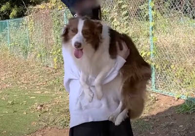 抱っこされた犬