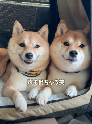 声を出す柴犬
