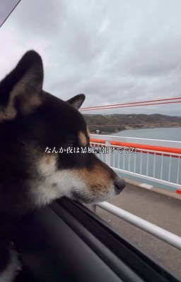 車窓から外を眺める柴犬