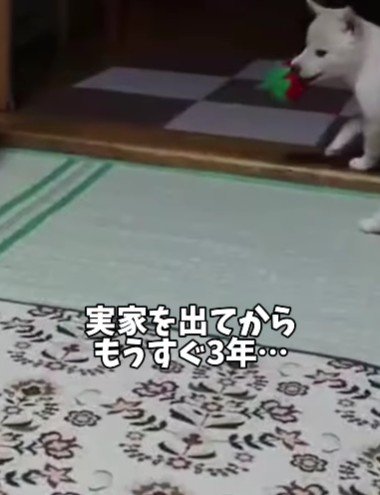 お兄ちゃんが実家を出て3年