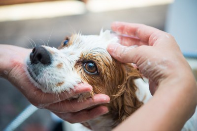 目の上をなでるように洗われている犬