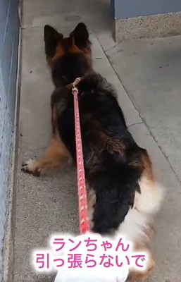 引っ張る犬1