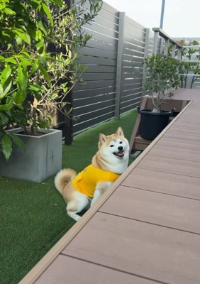 棚の横で正面を見る柴犬