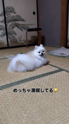 笑顔で振り向くポメラニアン