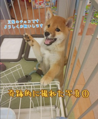 チョコくんの成長記録5