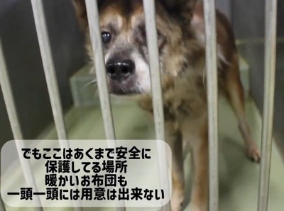 檻の向こうからカメラを見つめる老犬