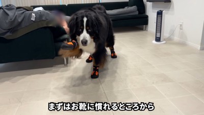 足を高く上げてゆっくり前進