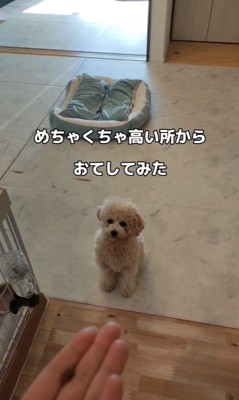 高い位置のおてに挑戦する凪ちゃん