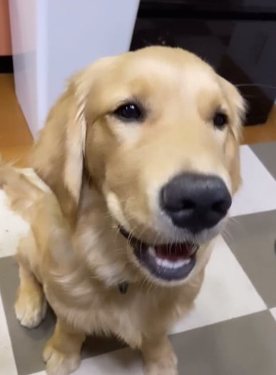 家の中で座るゴールデンレトリバー