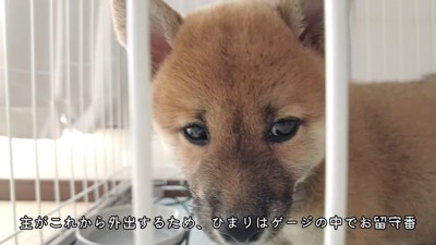 犬のアップ