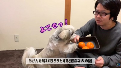 みかんを食べたいてんぽさん6
