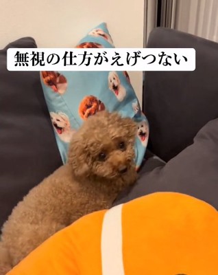 ガムに反応するアフロくん