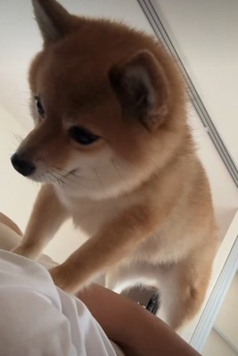 「散歩いこっか」