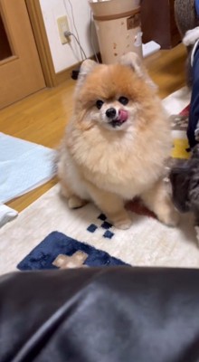 自分の口元を舐める犬