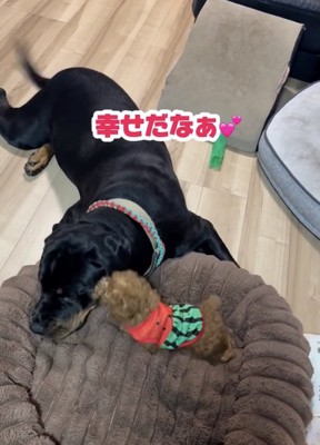 うにくんが大好きすぎるあずきちゃん