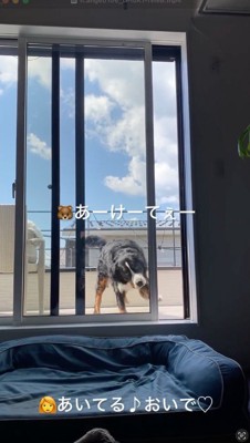 窓の端を前足で引っ掻く犬