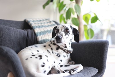 ソファで振り返る犬
