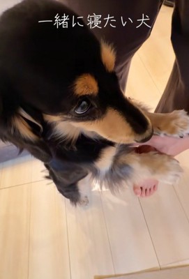 紬ちゃんのおねだり